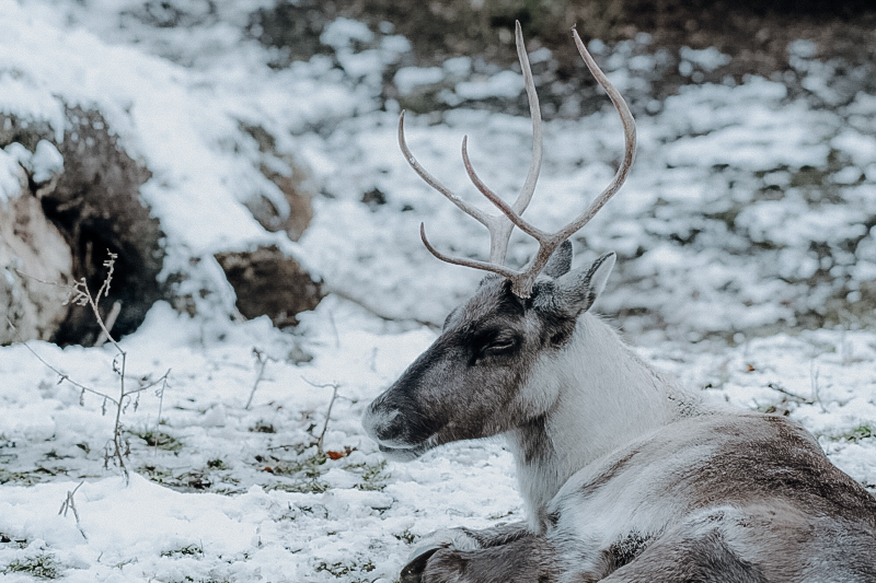 Gutwenghof Familyresortzoo Im Winter Salzburg